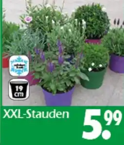 Wreesmann XXL-Stauden Angebot