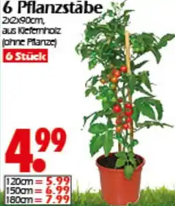 Wreesmann 6 Pflanzstābe Angebot
