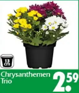 Wreesmann Chrysanthemen Trio Angebot