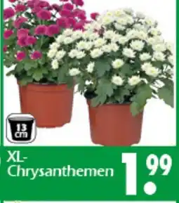 Wreesmann XL- Chrysanthemen Angebot