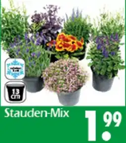 Wreesmann Stauden-Mix Angebot