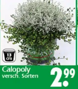 Wreesmann Calopoly Angebot