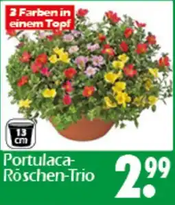 Wreesmann Portulaca Röschen-Trio Angebot