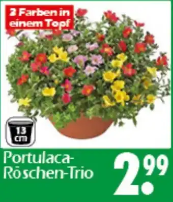 Wreesmann Portulaca Röschen-Trio Angebot