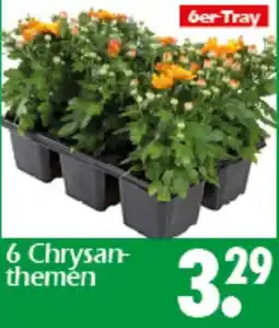 Wreesmann 6 Chrysan- themen Angebot