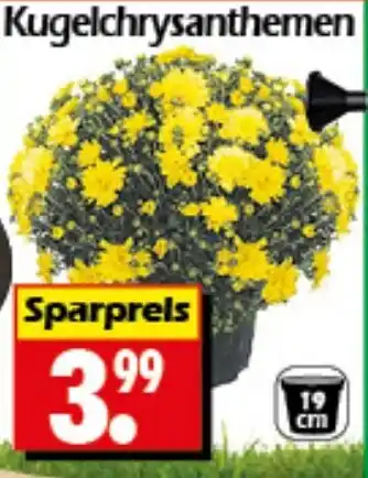 Wreesmann Kugelchrysanthemen Angebot