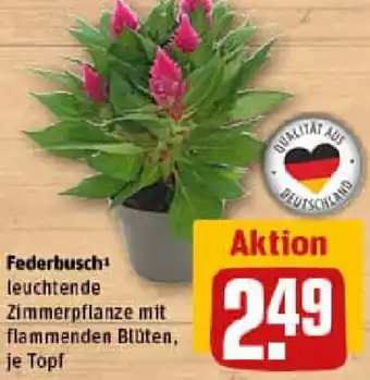 REWE Federbusch Angebot