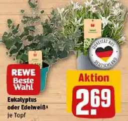 REWE Eukalyptus oder Edelweiß Angebot