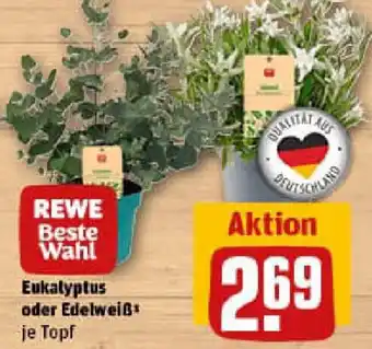 REWE Eukalyptus oder Edelweiß Angebot