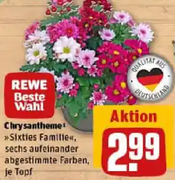 REWE Chrysantheme Angebot