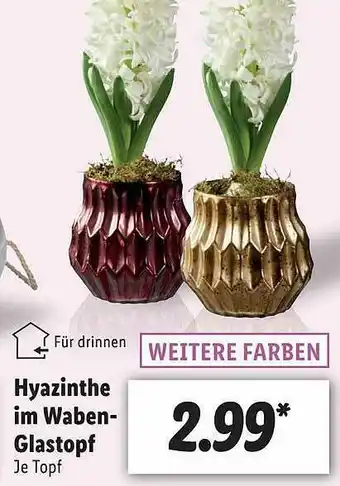 Lidl Hyazinthe Im Waben-glastopf Angebot