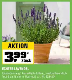 OBI ECHTER LAVENDEL Angebot