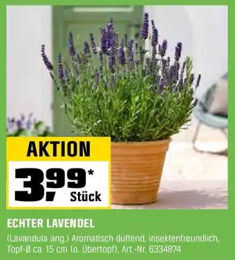 OBI ECHTER LAVENDEL Angebot