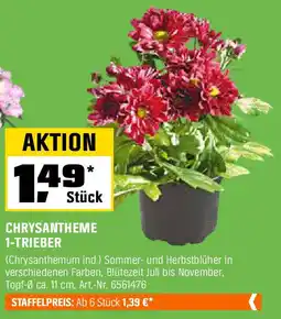 OBI CHRYSANTHEME 1-TRIEBER Angebot
