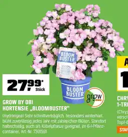 OBI GROW BY OBI HORTENSIE,,BLOOMBUSTER" Angebot