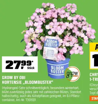 OBI GROW BY OBI HORTENSIE,,BLOOMBUSTER" Angebot