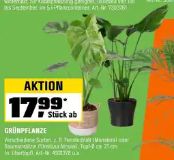 OBI GRÜNPFLANZE Angebot