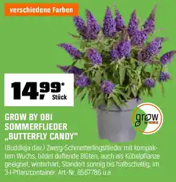 OBI GROW BY OBI SOMMERFLIEDER ,,BUTTERFLY CANDY" Angebot