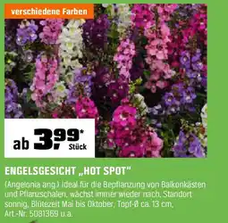 OBI ENGELSGESICHT,„,HOT SPOT" Angebot