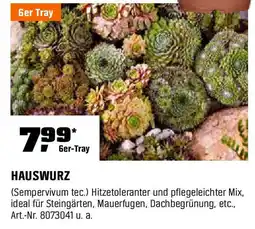 OBI HAUSWURZ 6er-Tray Angebot