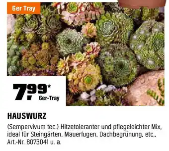 OBI HAUSWURZ 6er-Tray Angebot