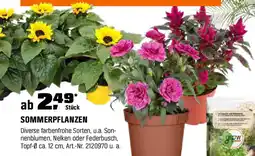 OBI SOMMERPFLANZEN Angebot