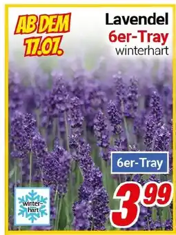 CENTERSHOP Lavendel Angebot
