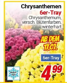 CENTERSHOP Chrysanthemen Angebot
