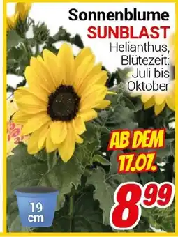CENTERSHOP Sonnenblume SUNBLAST Angebot