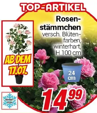 CENTERSHOP Rosenstämmchen Angebot