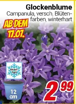 CENTERSHOP Glockenblume Angebot