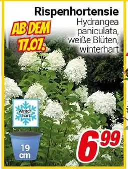 CENTERSHOP Rispenhortensie Angebot