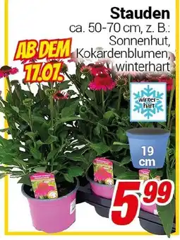 CENTERSHOP Stauden Angebot
