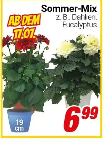 CENTERSHOP Sommer-Mix Angebot
