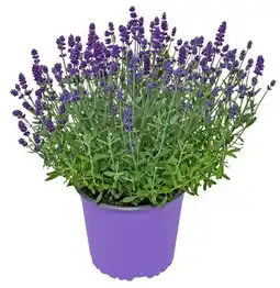 Kaufland XL-Gartenpflanzen Angebot