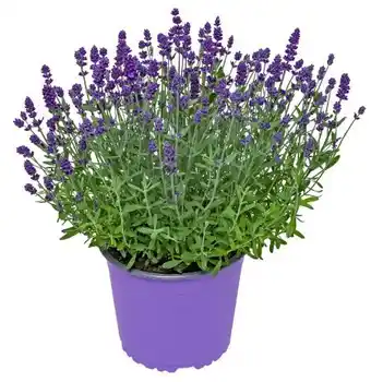 Kaufland XL-Gartenpflanzen Angebot
