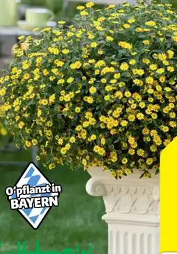 Hagebau Husarenknöpfchen Sanvitalia Procumbens Angebot
