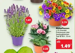 Kaufland Lavendel Angebot