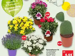 Kaufland Chrysantheme Angebot