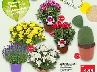 Kaufland Chrysantheme Angebot