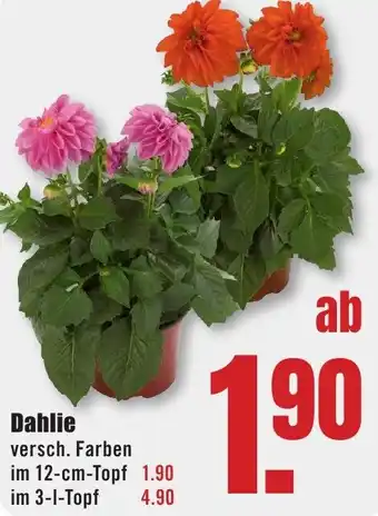 B1 Discount Baumarkt Dahlie Angebot