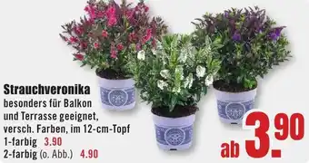 B1 Discount Baumarkt Strauchveronika Angebot