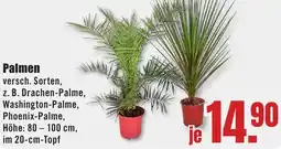 B1 Discount Baumarkt Palmen Angebot