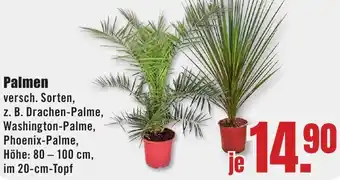B1 Discount Baumarkt Palmen Angebot