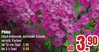 B1 Discount Baumarkt Phlox Angebot