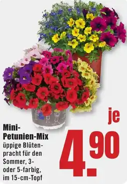 B1 Discount Baumarkt Mini Petunien-Mix Angebot