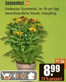 V Baumarkt Sonnenhut Angebot