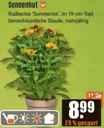 V Baumarkt Sonnenhut Angebot