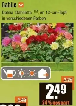 V Baumarkt Dahlie Angebot