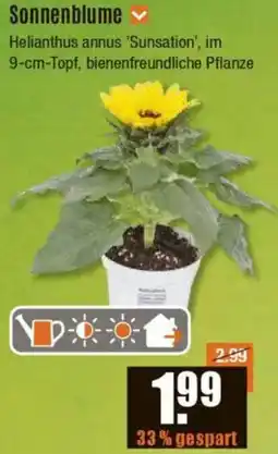 V Baumarkt Sonnenblume Angebot